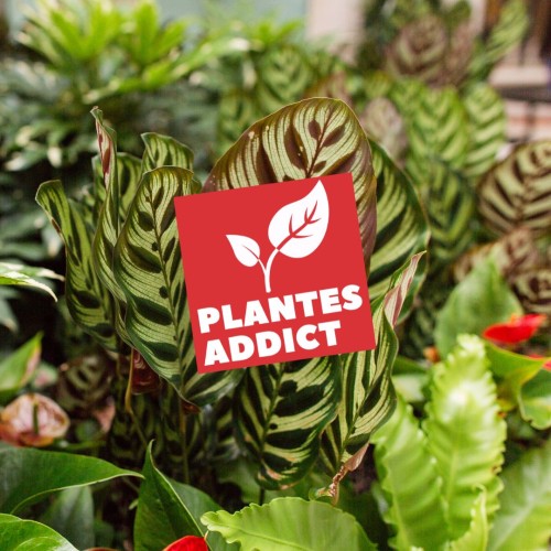 Samedi 30 août - foire aux plantes avec Plante Addict